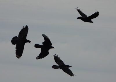 Ravens, Skomer Island, Pembrokeshire