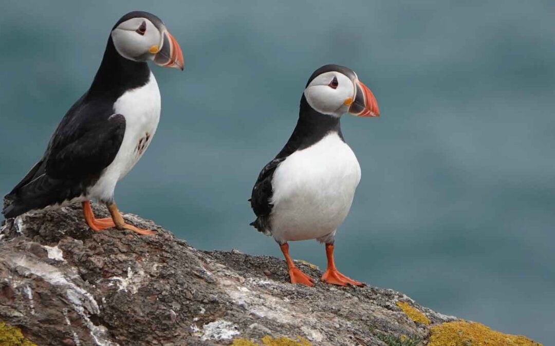 Atlantic Puffins, Skomer Island, Pembrokeshire