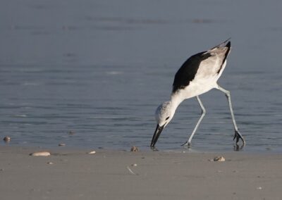 Crab-plover, Oman, November 2022