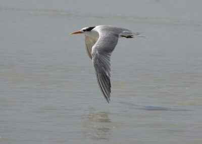 Lesser Crested Tern, Oman, November 2022