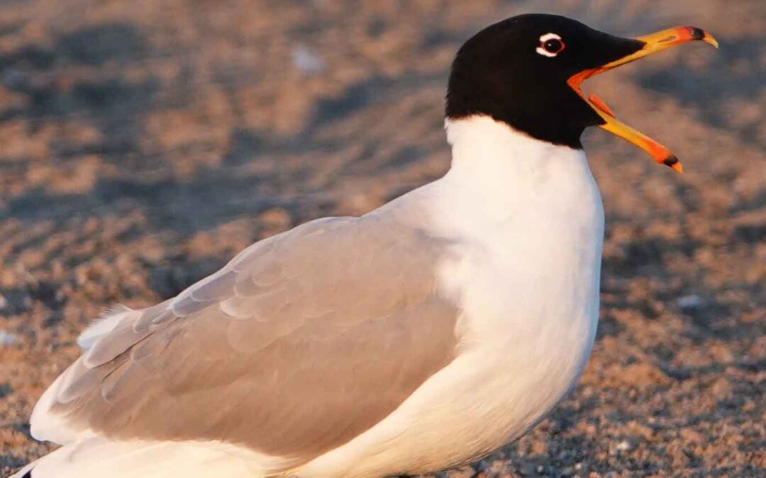 Pallas's Gull, Masirah Island, Oman