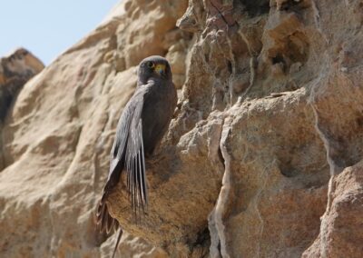 Sooty Falcon, Oman, October 2022
