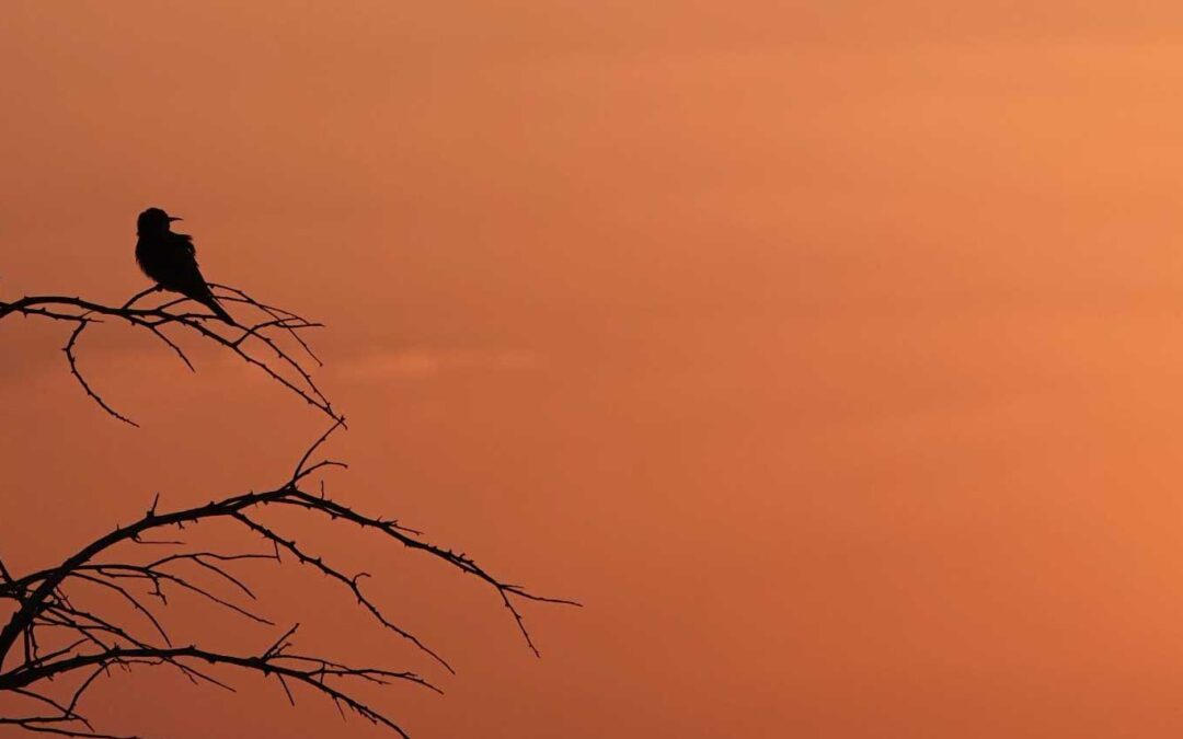 Blue-cheeked Bee-eater, Oman